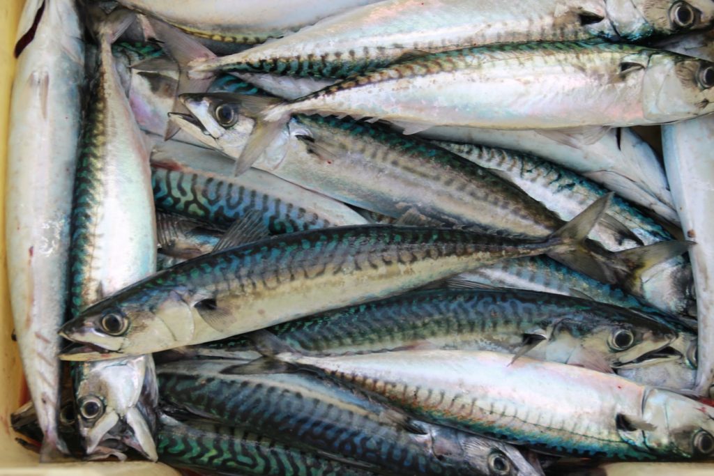 Hvordan fiske makrell – Alt om makrellfiske